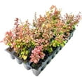 thumbnail image 3 of Barberry Rosy Glow  30 Live Plants  Vibrant Dual-Toned Foliage, Ideal for Landscaping & Hedging, Hardy & Drought-Tolerant, Live Decorative Shrub Plant, 3 of 8