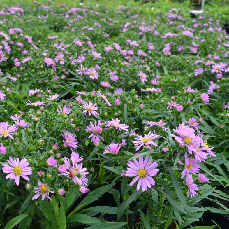 Hardy Aster Woods Pink Plants Live, Asters Perennial Live Plants, 5 to 7 Inc Tall, Flower Plant for Gardening Indoor