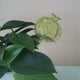 thumbnail image 4 of Moyic 3 uds., orificio de inyección de agua de vidrio, globos de riego fácil para plantas, bombillas de riego para plantas de interior Jardín y Patio B, 4 of 6