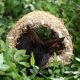 thumbnail image 5 of Grass House Tunnel Hutch Woven Hut for Laying or Sleeping Edible Chew Home for Rabbits and Small Ani, 5 of 5
