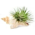thumbnail image 5 of Beautiful Air Plant (tillandsia) in a Real Fox Conch Shell (5-6") Beach Decor Dorm Office Includes Easy Care Sheet, 5 of 5