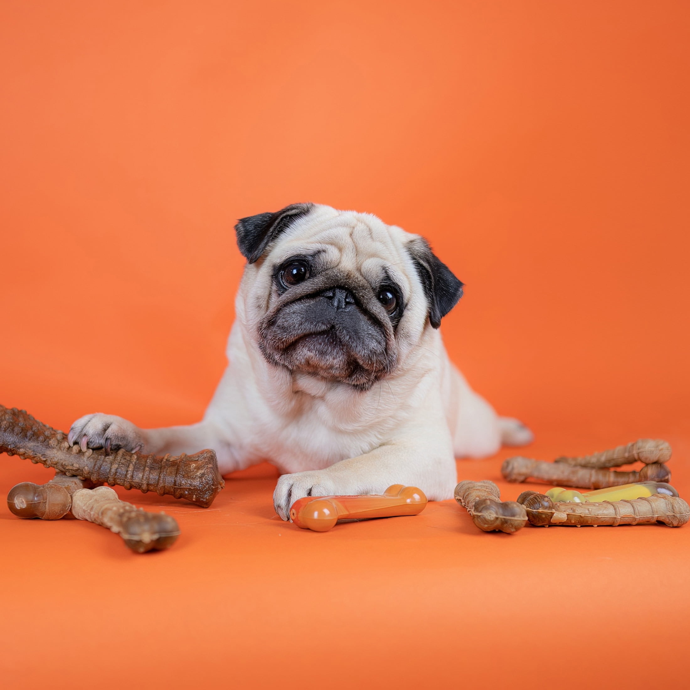 Nylabone Healthy Edibles Natural Dog Treats, Long Lasting Dog Bones, Bacon Flavor Dog Treats, For Medium Dogs (12 Count)