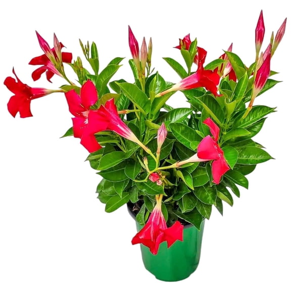 Tropical Plants of Florida 14" Coral Dipladenia Bush; Partial to Full Sunlight, 6" Growers Planter