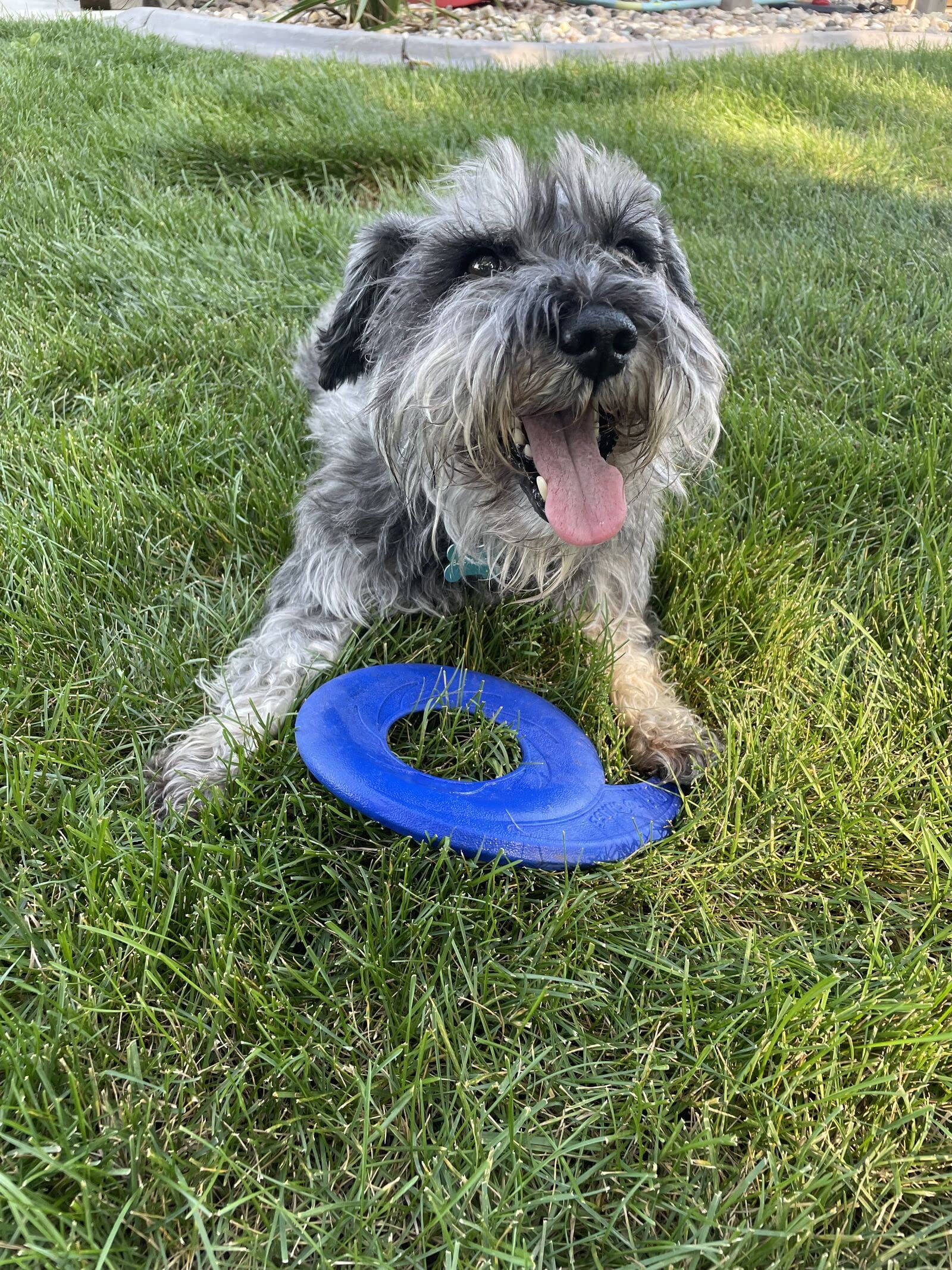 Most durable dog frisbee cheap