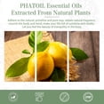 thumbnail image 3 of PHATOIL Lemon Essential Oils for Diffusers Humidifier 100% Pure Natural Aromatherapy Massage Bath Sleep Relaxation 30ml/1.01 fl.Oz, 3 of 6