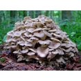 thumbnail image 1 of shiyou-: Spores Maitake Dancing Mushrooms Seeds Mycelium Spawn Substrate for Planting, 1 of 4