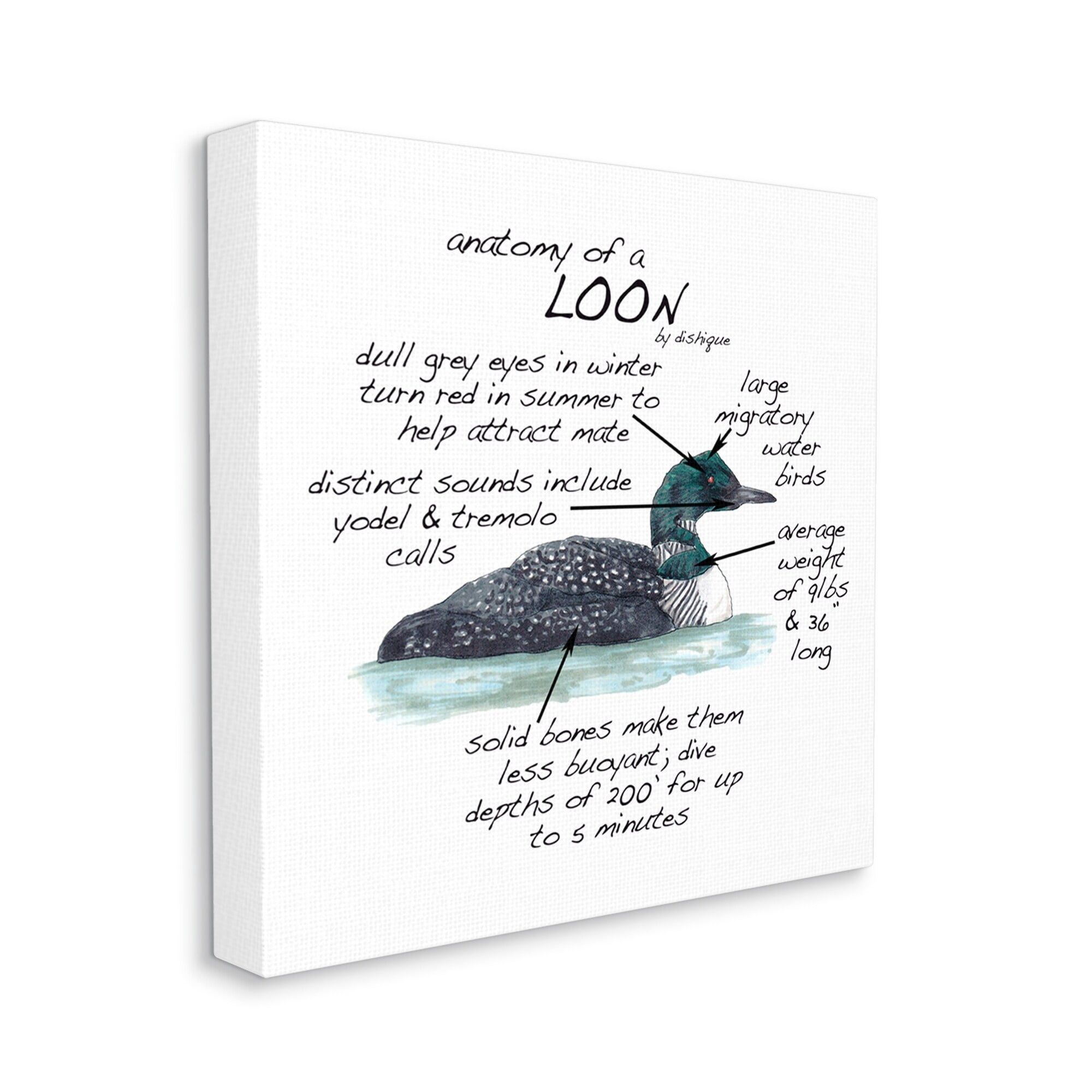 Stupell Industries Loon Water Bird Anatomy Chart Educational Wildlife Facts Graphic Art Gallery Wrapped Canvas Print Wall Art, Design by Dishique