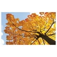 thumbnail image 4 of Leaves Ceramic Toothbrush Holder, Autumn Maple Tree from Bottom to Top View Environment Flora Season November Print, Versatile Countertop for Bathroom, 4.5" X 2.7", Orange Blue, by Ambesonne, 4 of 4