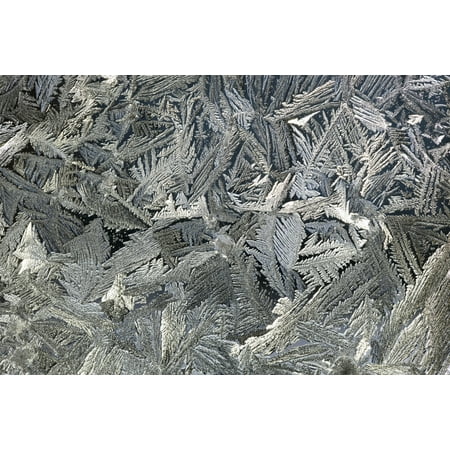 Kohl's Canada Calgary Frost Crystals On A Window Calgary Alberta Canada Canvas Art - Michael Interisano Design Pics (38 x 24) ()