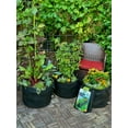 thumbnail image 3 of Smart Pot 15 Gallon Fabric Planter, 3-pack, 3 of 9