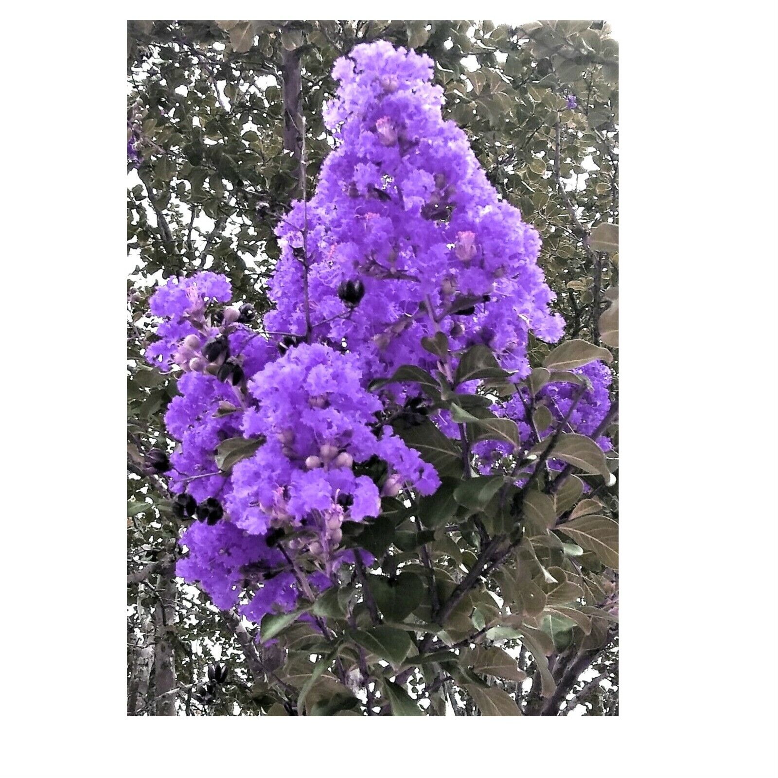 2 LIVE PLANTS PURPLE CREPE MYRTLE BUSHES TREES ROOTED CUTTINGS