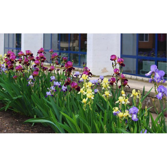 Iris Bulbs