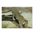 thumbnail image 1 of Safari Cutting Board, Leopard on Tree Trunk Desert Plants Exotic Hunter Predator Big Cat Image, Decorative Tempered Glass Cutting and Serving Board, Small Size, Yellow Green Brown, by Ambesonne, 1 of 1