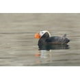thumbnail image 2 of Luhm, Gary 14x11 Black Ornate Wood Framed with Double Matting Museum Art Print Titled - Washington State A Tufted Puffin (Fratercula cirrhata) floats near Protection Island, 2 of 4