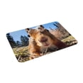 thumbnail image 2 of Daiia Close-Up Curious Squirrel Front Door Mat, Heavy Duty Durable Welcome Mat for Outdoor Indoor, Dirt Trapper Waterproof Super Absorbent Door Mat, 16" x 24", 2 of 9