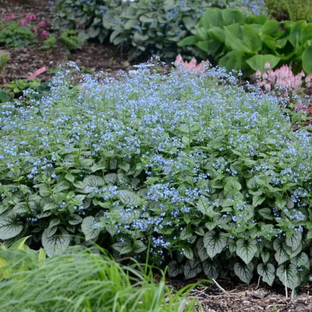 RedCrocus Jack Frost Siberian Bugloss | Variegated Foliage Perennial | Shade Garden Plant | Attracts Pollinators | Deer Resistant | Container & Garden Use 1 Gallon (Pack of 5)
