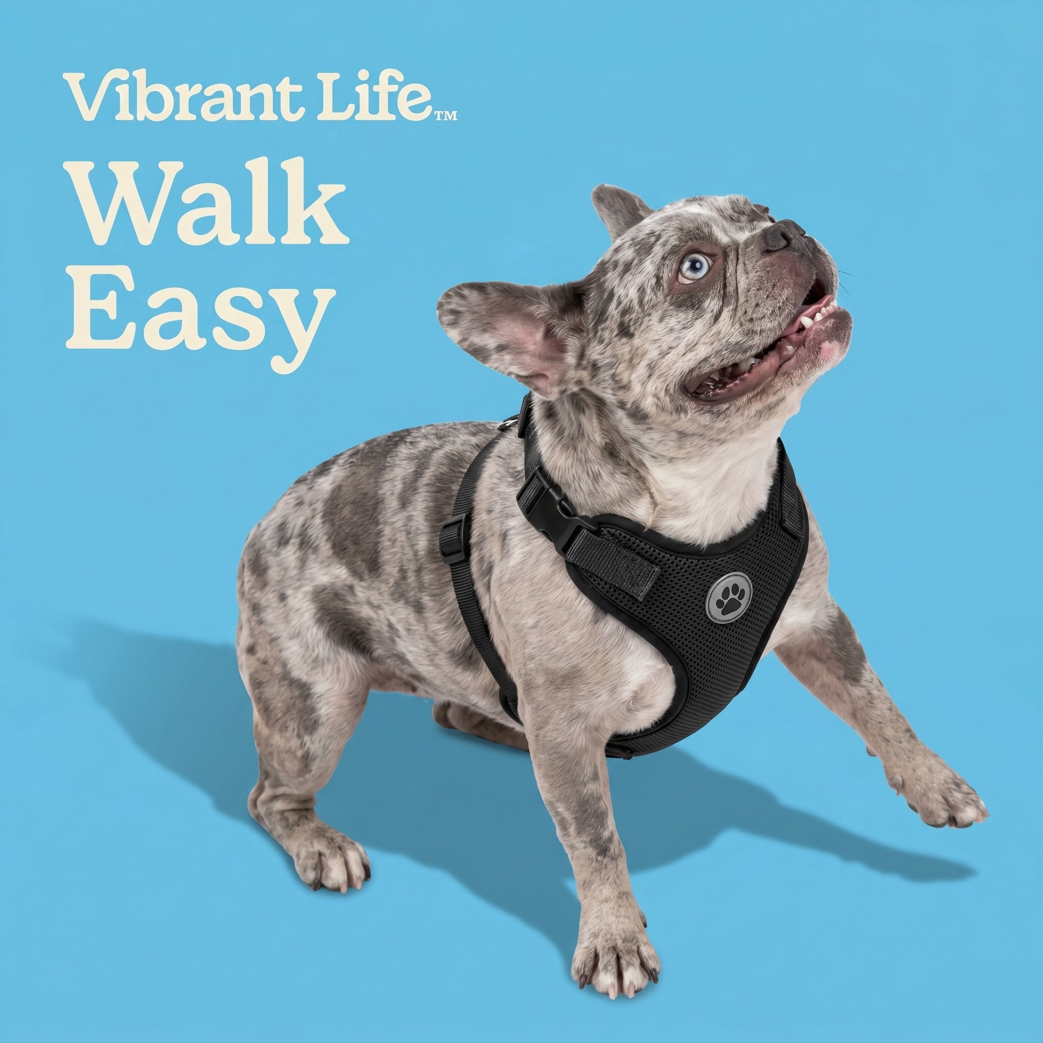 (3 pack) Vibrant Life Reflective Mesh Adjustable Dog Harness, Black, M