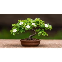 20 Flowering Dagwood Bonsai Tree Seeds