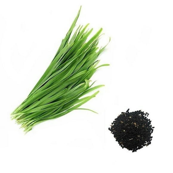 Chives Seeds for Planting 400 Seeds, Organic, Non GMO بذر تره
