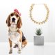 thumbnail image 3 of Gargantilla de cadena para perro, Collar de perro dorado brillante de moda de plástico, Gargantilla de cadena para perro, rendimiento inigualable, 3 of 9