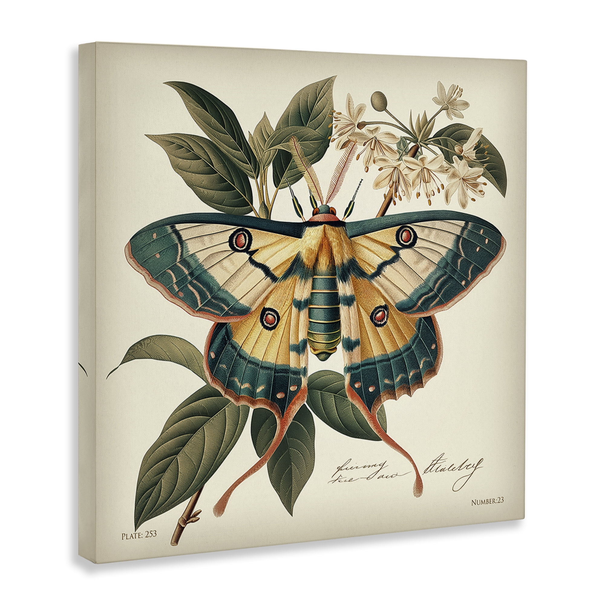 Stupell Industries Vintage Moth & Plant Study Animals Painting Wrapped Canvas Art Print Wall Art, 17 x 17