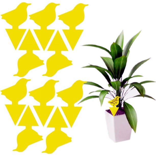 Paquete de 50 trampas para moscas de la fruta (pájaro pequeño) Trampas para moscas de hongos amarillos, trampas para moscas de insectos de papel pegajosas de doble cara para plantas de interior y exte