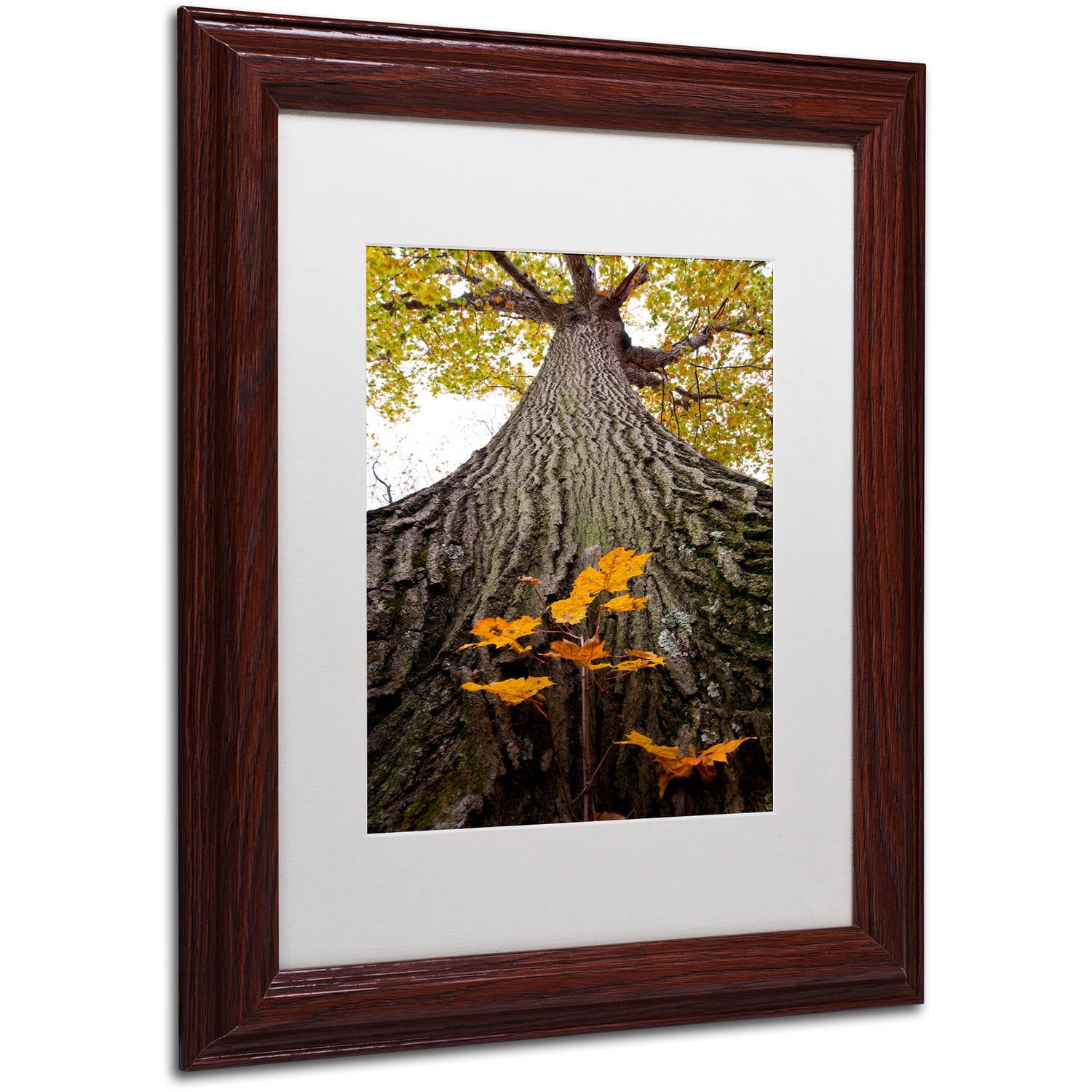 Trademark Fine Art "Aspiring to New Heights" Canvas Art by Kurt Shaffer, White Matte, Wood Frame