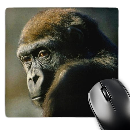 3dRose  Gorilla Portrait  MousePad price history on PriceWatchPro