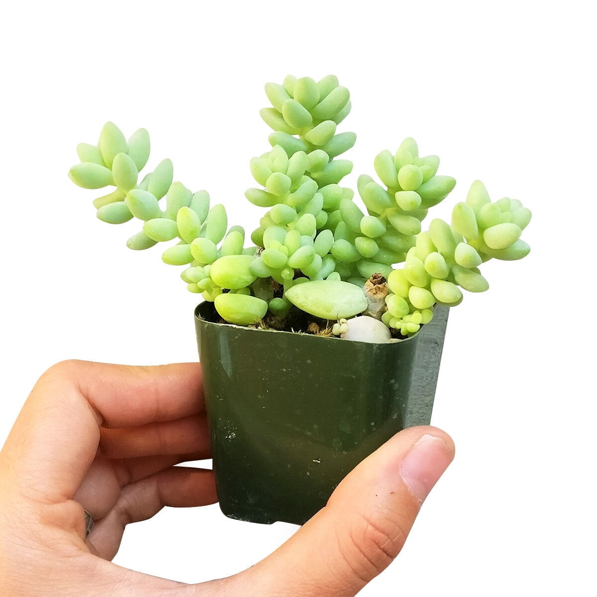 Sedum Donkey's Tail (2"+ Plastic Pot) - Sedum Burrito - Tiny, Lovely, Easy to Care Succulents - Live Healthy Succulents - Best Indoor Plant