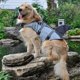 thumbnail image 2 of Chaleco salvavidas para perros, estilo tiburón, adecuado para perros pequeños y medianos-S Kuyhfg Sin marca, 2 of 4