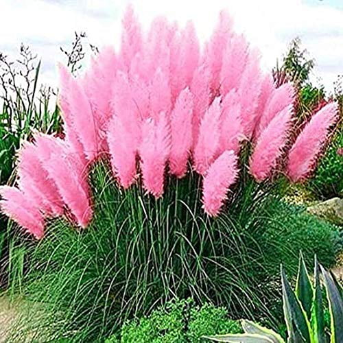 1000 Pampas Plant Seeds Mixed Cortaderia Decorative Exotic Reed Grass Garden 