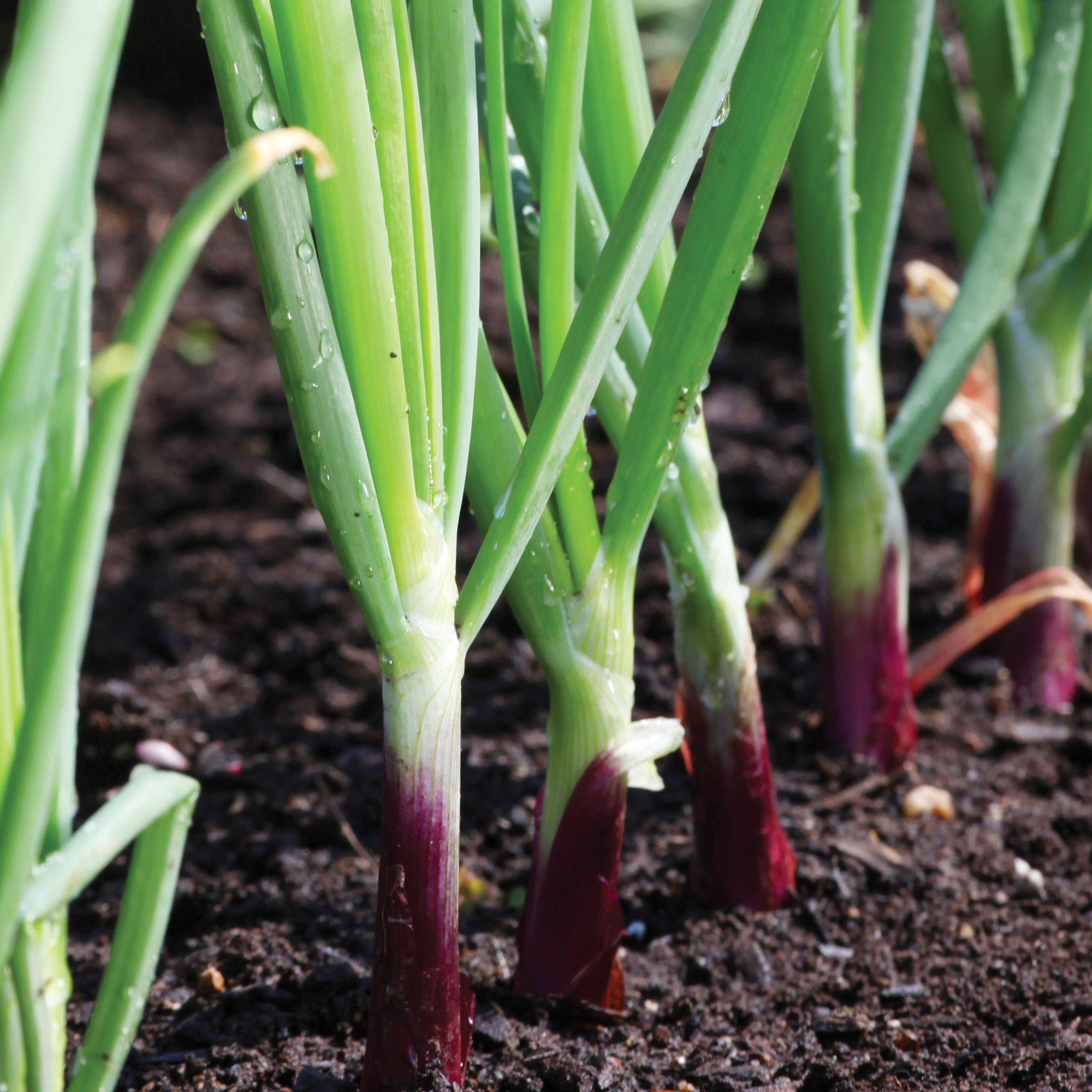 Burpee Blushing Bunch Bunching Onion Seeds - Container-Friendly, Vegetable Gardening Seeds, 1-Pack