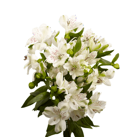 GlobalRose 240 Blooms of White Fancy Alstroemerias 60 Stems - Peruvian Lily Fresh Flowers for Delivery
