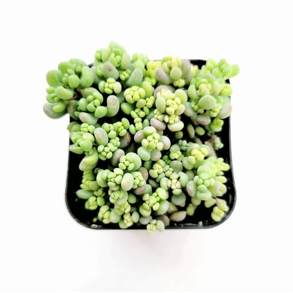 Sedum Dasyphyllum 'Corsican Stonecrop' Succulent Live Plant 2 Inch for Indoor Outdoor Home Office Garden Decor