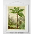thumbnail image 6 of Verschaffeltia Splendida Palm Botanical Print - 11x14 Unframed Art Print - Great Wall Decor for Bathrooms and Bedrooms, 6 of 6