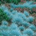 thumbnail image 2 of Blue Fescue Grass Seeds - 100 Seeds - Festuca glauca - Exotic Blue Grass, 2 of 2