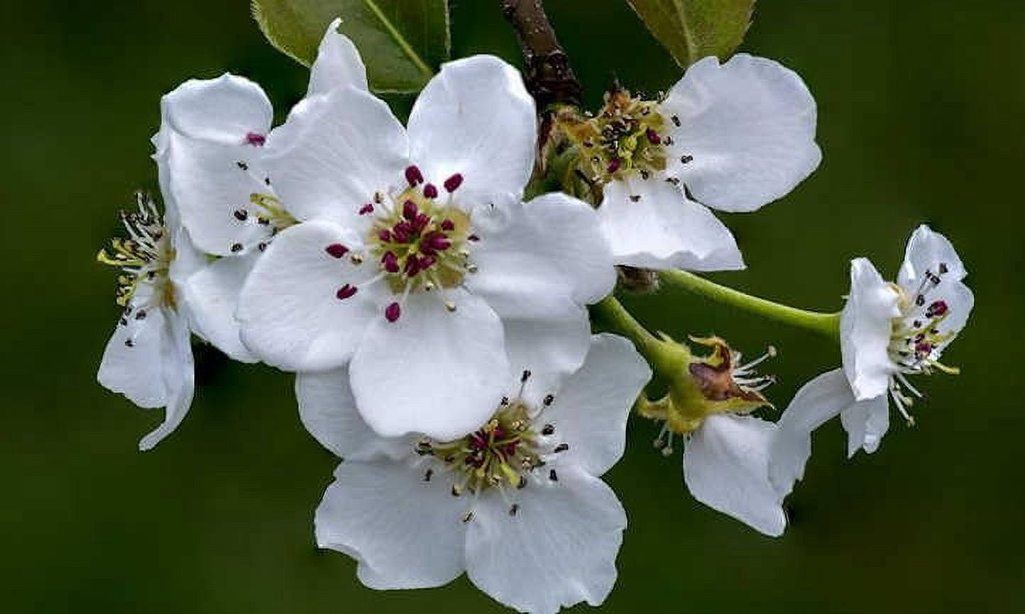 Asian Pear Tree | Premium Seeds | Pyrus pyrifolia 'Spring' | Plants'® (Premium Seeds, 100)