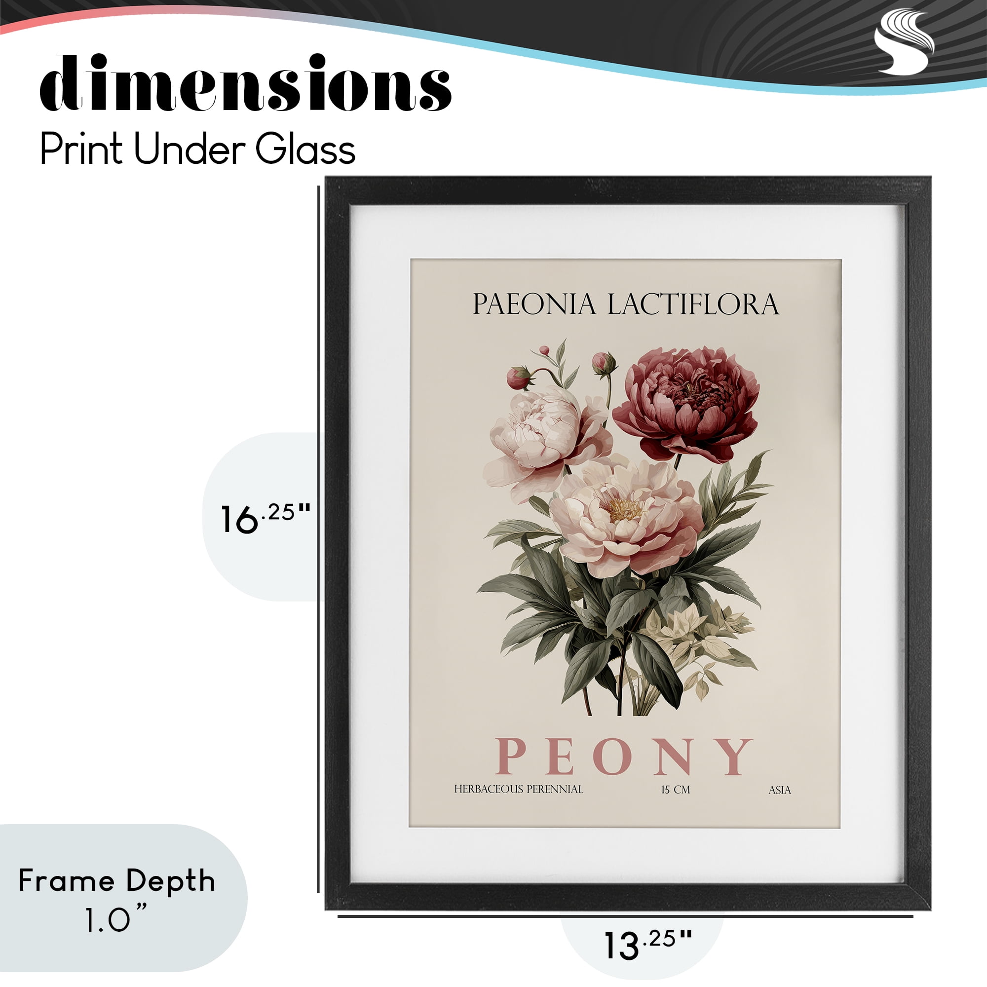 Stupell Industries Natural Peony Bundle Black Framed Print Under Glass, design by Christopher Giampietro