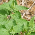 thumbnail image 5 of 4 Live Catnip Plants, Catnip Mint Plants for Home Garden, Containers Growing, Size 3 to 6 Inch Starter Plants, No Pot, Well Rooted, 5 of 6