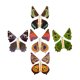 thumbnail image 2 of Juguete Bewildely Banda de goma Estampado floral para El desarrollo, 2 of 6