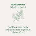 thumbnail image 4 of Tea Traditional Medicinals, menta orgánica, 48 bolsitas, 4 of 8