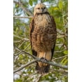 thumbnail image 2 of Jaynes Gallery 23x32 Gold Ornate Wood Framed with Double Matting Museum Art Print Titled - Brazil-Pantanal Black-collared hawk in tree, 2 of 4
