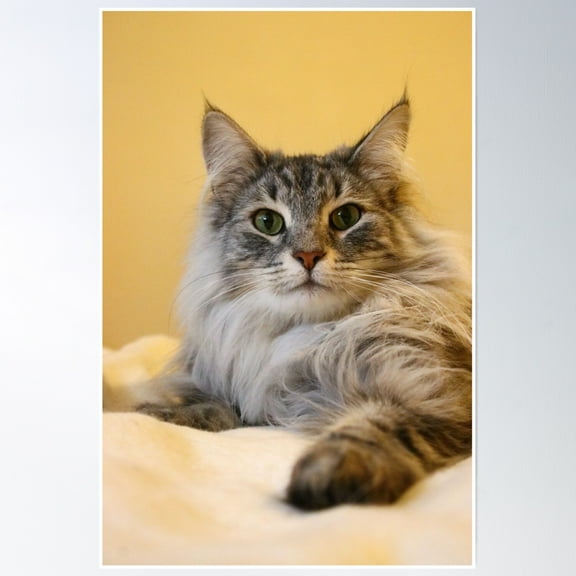 Norwegian Forest Cat Poster Wall Art, Modern Wall Decor, 8x12 UNFRAMED