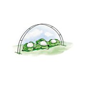Gardeners Supply Company Garden Hoops Grow Tunnel Support | Greenhouse Raised Garden Bed Fabric Row Cover Arch Frame, Garden Stakes for Plants & Vegetables Planter Box | 58" L x 4" W (Set of 6)