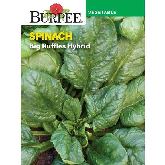 Burpee Big Ruffles Hybrid Spinach Seed - Non-GMO, Premium Vegetable Gardening Seeds, 2.7g, 1-Pack