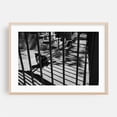 thumbnail image 2 of Fenced in Cats, Astoria - Queens New York Photography Unframed Wall Art Print 20 x 30 inches, 2 of 7