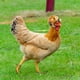 thumbnail image 1 of Juguetes de piscina, juguetes para bebés, juguetes para niños pequeños, sombrero protector con forma de cabeza de pollo, sombrero divertido de pollo, sombrero de pollito, casco de pollo, 1 of 5