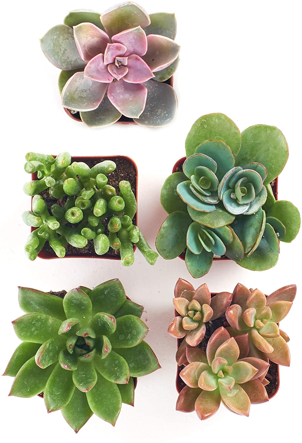 Leaf & Linen Variety Set of Hand Selected 2 INCH Fully Rooted Live Indoor Succulent Plants Assorted Collection 6-Pack 