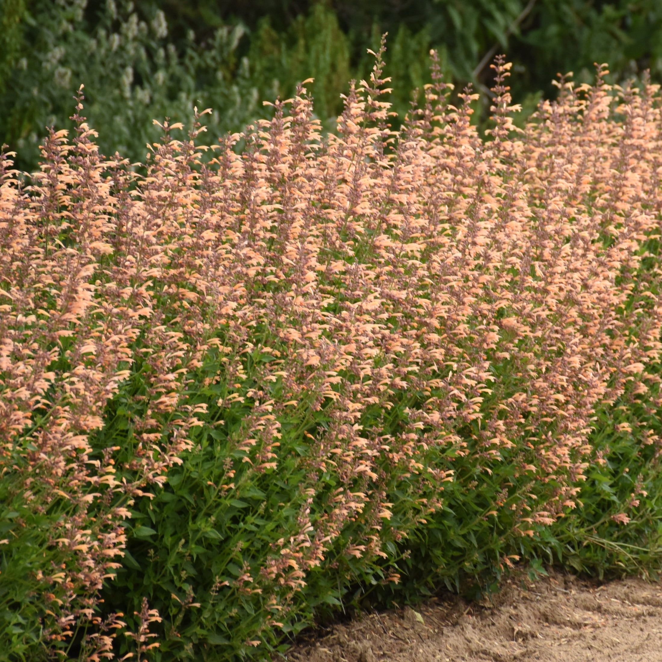 Proven Winners 6" Orange Meant to Bee 'Queen Nectarine' Anise Hyssop Live Plant in 6.5" Pot