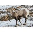 thumbnail image 2 of Illg, Cathy and Gordon 24x17 White Modern Wood Framed Museum Art Print Titled - Wyoming, Yellowstone NP Bighorn sheep in snow, 2 of 4